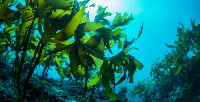 Výhody Omega 3 oleje z mořských řas